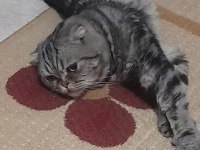 Evcil british shorthair kedimiz