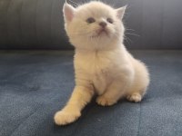 Scottish fold blue point mükemmel yavrular