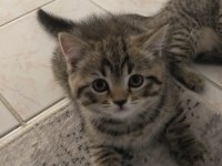 British shorthair yavrularımıza yuva arıyoruz