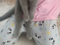 3 aylık british shorthair kedimiz
