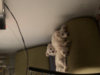 Spitz köpek