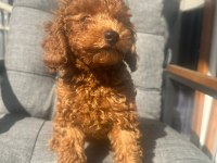 3 aylık erkek poodle