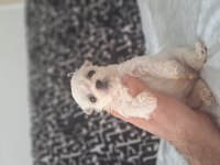 Minik orjinal malteselerimiz