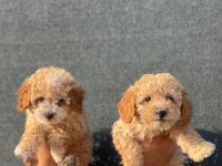 Bu güzel maltipoo yavrulardan sizinde olmasın mı?