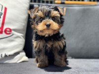 Wc eğitimli  tea cup yorkshire terrier 