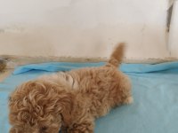Aileden uygun yavru canlar toy poodle
