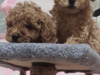 50 günlük toy poodle ler