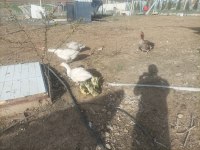 Civciv her ırk mevcut