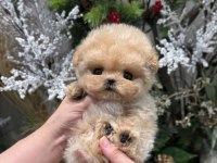 KORE KAN MALTİPOO BEBEKLERİM