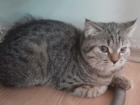 Sahibinden 6 aylık british shorthair yavru