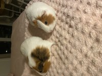 Guinea pig