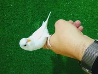 ERKEK BEBEK MUHABBET KUŞU YENİ YEME DÜŞTÜ