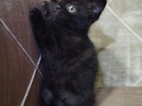 Kedi Sahiplendirme british shorthair