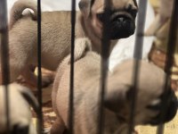 ANNE ALTINDAN SAĞLIKLI SEVİMLİ ORJINAL PUG YAVRULARI