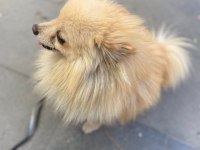 3 yaşında erkek spitz