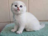 Bebek Surat Silver Scottish Fold 