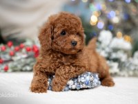 Şecereli Anne Baba Boy Garantili Orijinal Red Toy Poodle