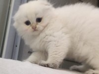 Scottish fold beyaz uzun tüylü