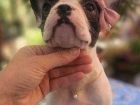 Safkan French Bulldog Yavrular