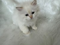 ŞAMPİYON KAN HATTINDAN BRITISH LONGHAIR BY1133 ERKEK