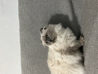 Uysal blue point dişi scottish fold
