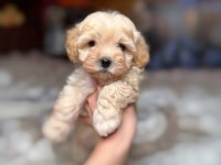 Maltipoo yavrularımız