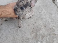 2 Aylık Merle French bulldog