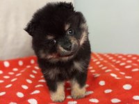 400 GRAM POMERANİAN