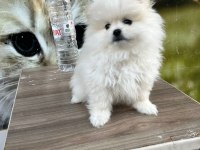 3 aylık kusursuz pomeranian boo bebek