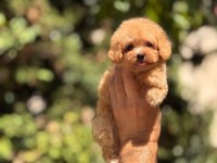 Teacup poodle bebeklerim