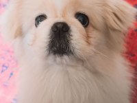 Pekinez Köpeğime Eş Arıyorum