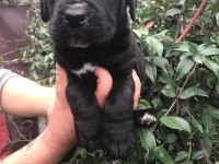 Siyah cane corso dişi yavrularım
