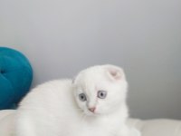 Birinci kalite kalıcı mavi gözlü scottish fold yavrular