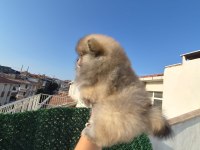 AYI SURAT POMERANİAN BOO PARTİ COLOR