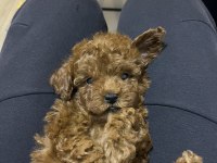 Korekan Toy Poodle Bebekler