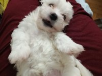 MALTESE TERRİER 4 ERKEK 2 DİŞİ YAVRU