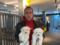 Emsalsiz safkan morkie bebeklerimiz