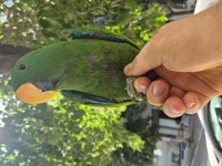 Evcilikte sınır yok eclectus papağanımız