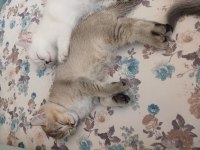 SAFKAN BRİTİSH YAVRU KEDİMİZ