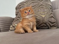 Russian blue ile british longhair melezleri 2 aylık