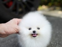 ORJİNAL POMERANİAN BOO