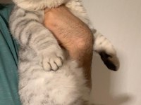 Beş aylık british shorthair erkek