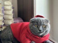 Scottish fold kedim
