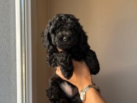 Toy poodle yavrularımız