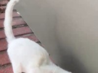 Çok Uysal Akıllı Bir Kedidir