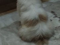 4 AYLIK AŞILARI TAMAM ÇİPLİ SHİH TZU