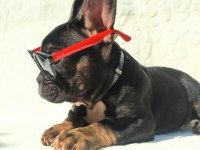 French Bulldog ile Farklı Bağlar Kurabilirsiniz