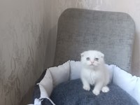 Kar beyaz ve lilac scottish fold yavrular