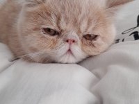 5 aylık son yavru exotic shorthair