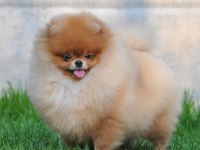 POMERANİAN BOO YAVRULARI